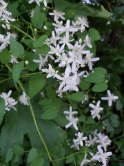 Clematis terniflora