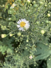 Symphyotrichum ontarionis