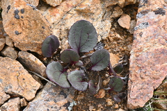 Senecio soldanella