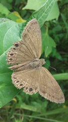Timochreon satyrus