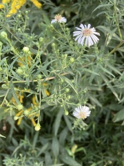 Symphyotrichum ontarionis