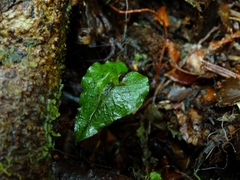 Corybas acuminatus