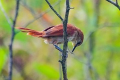 Certhiaxis cinnamomeus