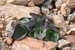 Senecio soldanella