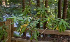 Rhododendron