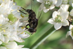 Eristalis dimidiata