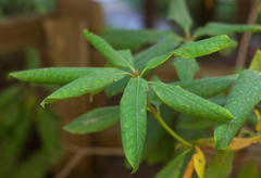 Rhododendron