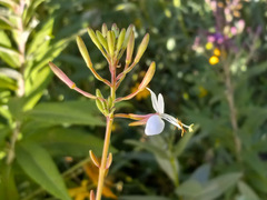 Gaura