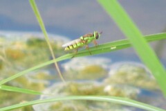 Odontomyia cincta