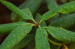Rhododendron