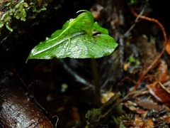 Corybas acuminatus