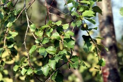 Betula occidentalis