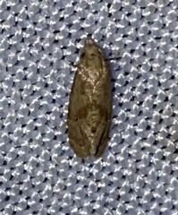 Platphalonidia