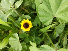 Sanvitalia procumbens