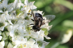 Eristalis dimidiata