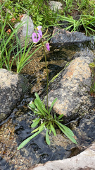 Primula tetrandra