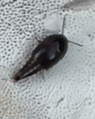 Sepedophilus