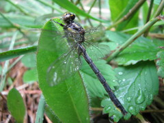 Phanogomphus borealis