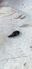 Sepedophilus