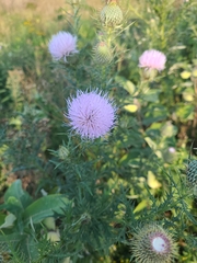 Cirsium discolor