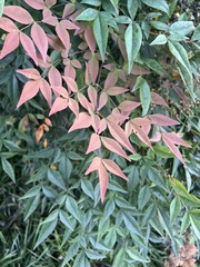 Nandina domestica