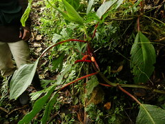 Gesneriaceae