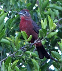 Coryphospingus cucullatus