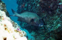 Plectorhinchus chaetodonoides