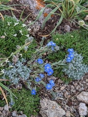 Eritrichium argenteum