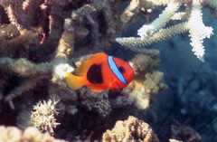 Amphiprion melanopus
