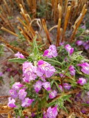 Galeopsis angustifolia
