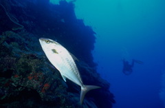Seriola