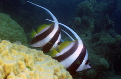 Heniochus acuminatus