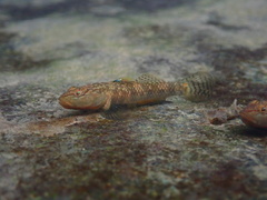Rhinogobius leavelli