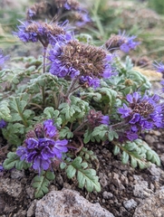 Phacelia