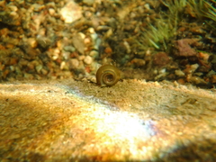 Planorbidae