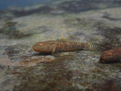 Rhinogobius leavelli