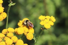 Bombus ternarius