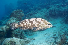 Epinephelus polyphekadion