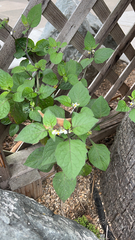 Solanum nigrum