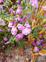 Galeopsis angustifolia