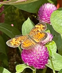 Phyciodes