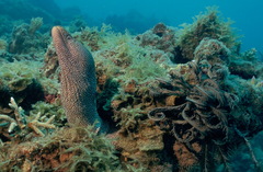 Gymnothorax meleagris