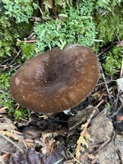 Lactarius lignyotus