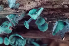 Chlorociboria