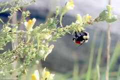 Bombus huntii