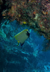 Pomacanthus imperator