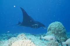 Mobula alfredi