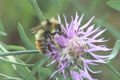 Bombus centralis