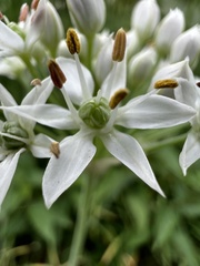 Allium tuberosum